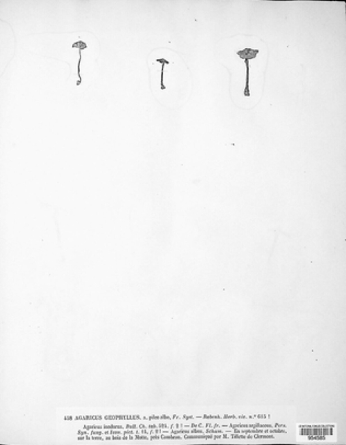 Inocybe geophylla image